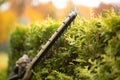 Gardener services. Hedge cutting. The blade of a gasoline trimmer trims a thuja bush close-up. Royalty Free Stock Photo