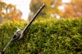 Gardener services. Hedge cutting. The blade of a gasoline trimmer trims a thuja bush close-up. Royalty Free Stock Photo