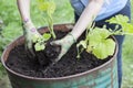 Gardener set plants in soil of steel barrel, close up view at hands with gloves holding seeds
