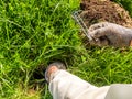 Gardener sets up a mole trap on the lawn in mole hole. Step 3 by step instruction.