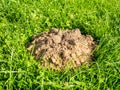 Gardener sets up a mole trap on the lawn in mole hole. Step 1 by step instruction.