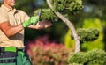 Gardener Shaping Plants Using Shrub Trimmer Royalty Free Stock Photo