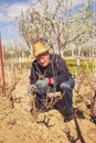 Gardener with a sharp pruner making a grape pruning Royalty Free Stock Photo