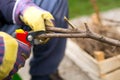 Gardener with a sharp pruner making a grape pruning - cutting branches at spring Royalty Free Stock Photo