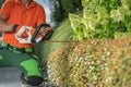 Gardener with Shrub Trimmer Shaping Decorative Plants Royalty Free Stock Photo