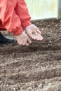 Gardener sows seeds in soil