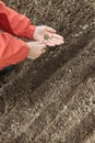 Gardener sows seeds in soil