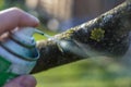 Gardener with special green pruning sealer sealing pruning cuts in sunny day.