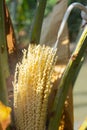 Gardener spray anther into blooming date palm female flower.