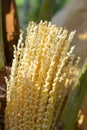 Gardener spray anther into blooming date palm female flower.