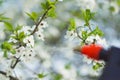 Gardener with spraying a blooming fruit tree against plant diseases and pests. Use hand sprayer with pesticides in the Royalty Free Stock Photo