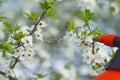 Gardener with spraying a blooming fruit tree against plant diseases and pests. Use hand sprayer with pesticides in the Royalty Free Stock Photo