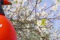 Gardener with spraying a blooming fruit tree against plant diseases and pests. Use hand sprayer with pesticides in the Royalty Free Stock Photo