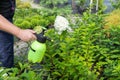 Gardener spraying hydrangeas with water or insecticides and fungicides from pests of mildew, oidium and others, taking care of new Royalty Free Stock Photo