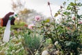 Gardener spraying roses with fungicide in autumn garden. Taking care of plants. Prevention and treatment of diseases