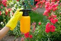 Gardener spraying roses using garden spray bottle with insecticide. Pest control concept Royalty Free Stock Photo