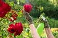 Gardener spraying roses using spray bottle. Treatment of affected roses from a spray bottle. Care of garden plants