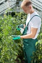 Gardener spraying tomatoes in greenhouse