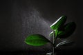 gardener spraying water from a red sprayer in a ficus elastica flower on the black background, water drops on the leaves