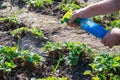 Gardener is spraying young strawberry seedlings by Bordo Mix made of copper sulphate and slaked lime from bottle Royalty Free Stock Photo