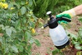 The gardener sprays roses in the garden with a spray bottle. Pest control concept. Caring for garden plants. selective Royalty Free Stock Photo