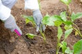 The gardener spread the mulch on the ground near a young planted eggplant.