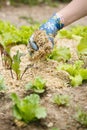 Gardener spreading a straw mulch around plants Royalty Free Stock Photo