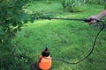 Gardener sprinkles cherry tree against pests and diseases using