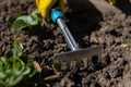 A gardener spuds strawberry beds with a rake.