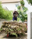 A gardener standing on a pile of mango tree branches Royalty Free Stock Photo