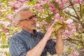 Gardener stands in the background of a flowering tree, looking at the flowers