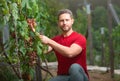 Gardener on summer grapes harvest. Farmer cut grapevine. Vinedresser cutting grapes bunch. Male vineyard owner. Man with Royalty Free Stock Photo