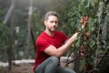 Gardener on summer grapes harvest. Farmer cut grapevine. Vinedresser cutting grapes bunch. male vineyard owner. Farmer Royalty Free Stock Photo