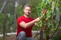 Gardener on summer grapes harvest. Farmer cut grapevine. Vinedresser cutting grapes bunch. Male vineyard owner. Man with Royalty Free Stock Photo