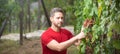 Gardener on summer grapes harvest. Man pruning vines. Man picking red wine grapes on vine in vineyard. Vine harvest. Royalty Free Stock Photo