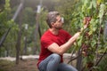 Gardener on summer grapes harvest. Vinedresser cutting grapes bunch. male vineyard owner. Man harvester cutting grapes Royalty Free Stock Photo