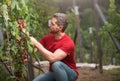 Gardener on summer grapes harvest. Vinedresser cutting grapes bunch. male vineyard owner. Man harvester cutting grapes Royalty Free Stock Photo