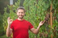 Gardener on summer grapes harvest. Winery estate. Man harvesting grapes in vineyard, worker pick grapes, growing wine Royalty Free Stock Photo