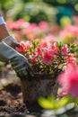 A gardener takes care of azaleas in the garden. Selective focus.