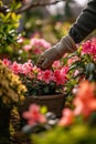 A gardener takes care of azaleas in the garden. Selective focus.