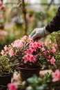 A gardener takes care of azaleas in the garden. Selective focus.