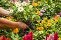 A gardener takes care of the blooming flowers. Two female hands take a vase of daisies Royalty Free Stock Photo