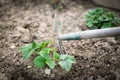 Gardener takes care of the strawberry seedling