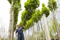 The gardener takes care of the young trees