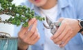 Gardener taking care of plant, trimming bonsai tree with pruning shears Royalty Free Stock Photo