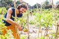 Gardener taking care of vegetable plants