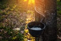 Gardener tapping latex rubber tree. Royalty Free Stock Photo