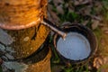 Gardener tapping latex rubber tree. Royalty Free Stock Photo