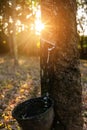 Gardener tapping latex rubber tree.