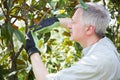 Gardener thinking to prune a tree